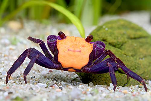 NatureHolic - Vampirkrabbe ''Orange Black Eye'' - Terraristik Tier mit schönen Farben und einfacher Haltung für artgerechtes Feuchtterrarium