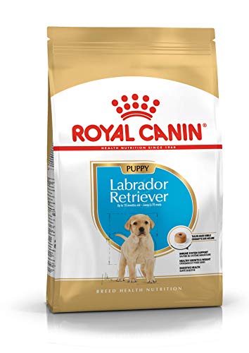 ROYAL CANIN Labrador Retriever Junior 12 kg, 1er Pack (1 x 12 kg)