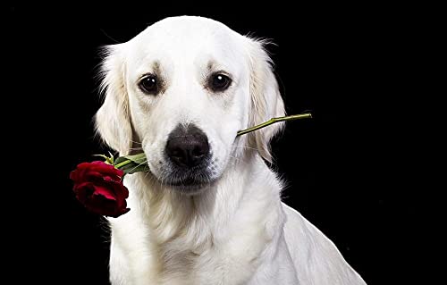 LHJOY Puzzle 3D 500 Teile Flower Rose Hund Golden Retriever