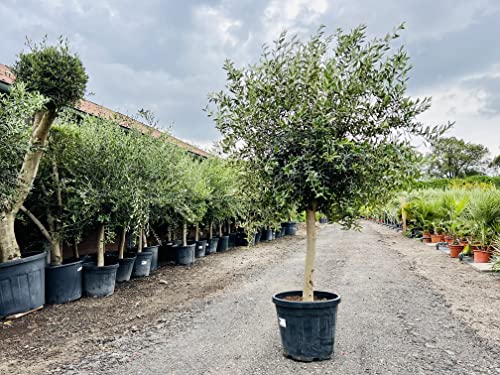 Olivenbaum - Höhe 170 -190 cm, stammumfang 20 - 40cm, ca. 35 jahre alt, oliven, olea europea, A+