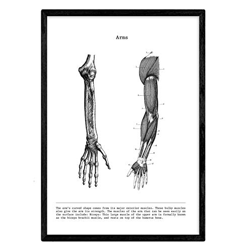 Nacnic Anatomische Poster in Schwarz und Weiß mit Bildern des menschlichen Körpers, Biologie und Medizin mit "Arm"-Detail, Größe A3, mit Rahmen