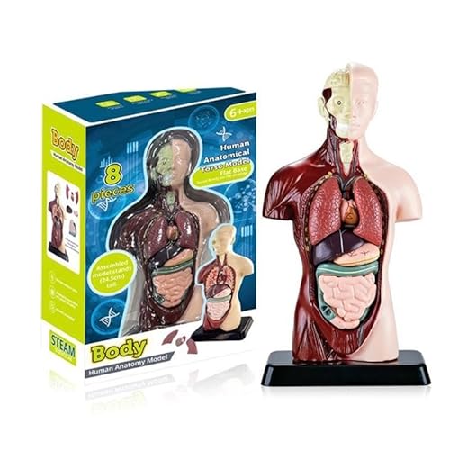 YIZITU Anatomiemodell des menschlichen Körpers abnehmbares Torso Organe Skelett Bildungsmodell für den Unterricht von Studienschülern