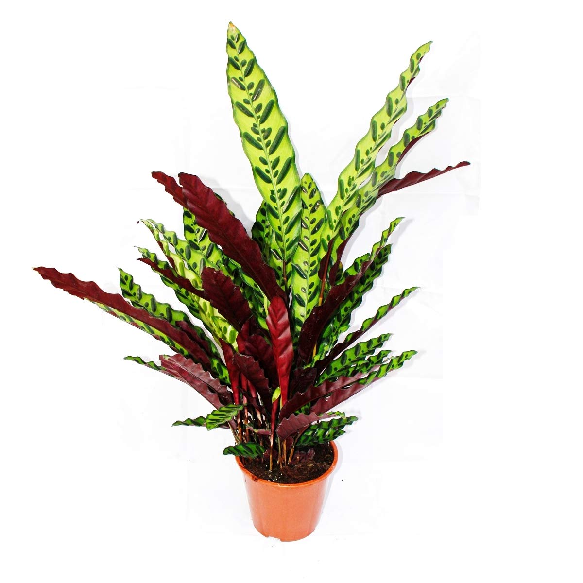 Exotenherz - XXL-Schattenpflanze mit ausgefallenem Blattmuster - Calathea lancifolia - 17cm Topf - ca. 60-70cm hoch