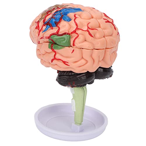 Anatomisches Gehirnmodell, 4D Vinyl Anatomisches Gehirnmodell für anatomische Studien