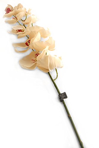 Closer 2 Nature künstliche Blumen Floral Elegance, Phalaenopsis Orchidee Creme, 109 cm, weiß