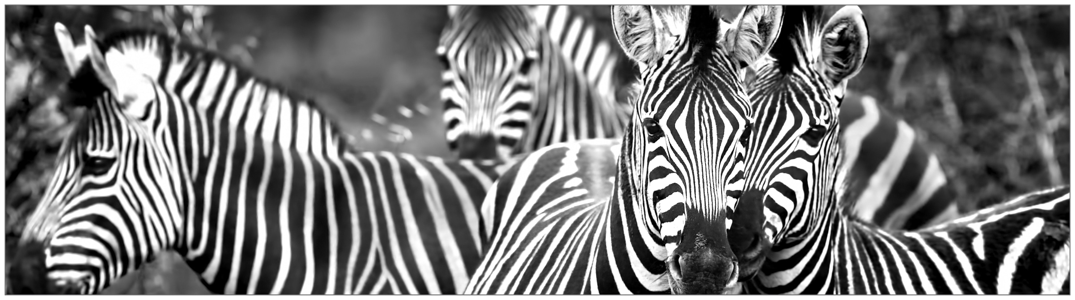 MySpotti Küchenrückwand "fixy Zebra herd"