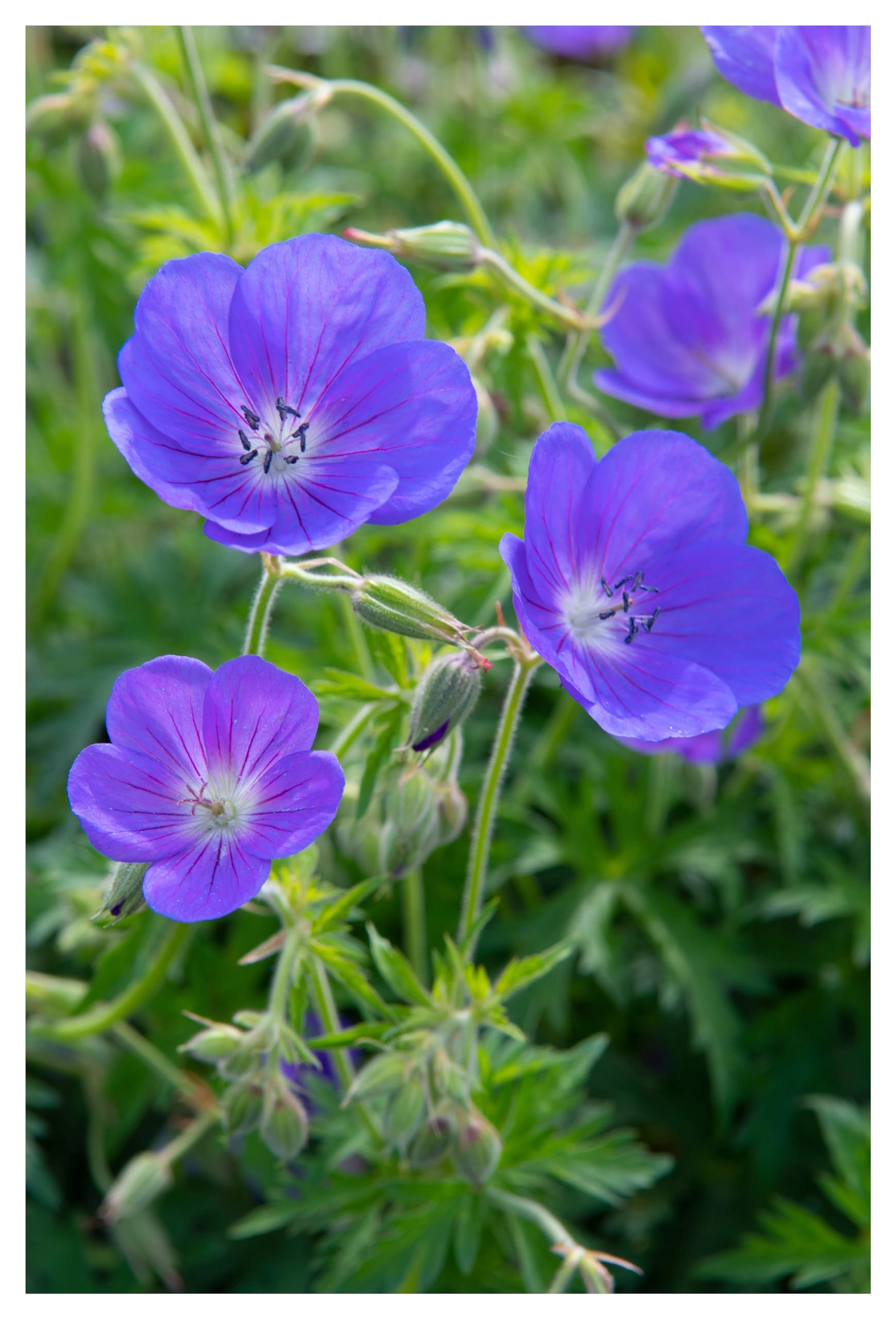 10 x Geranium pratense 'Johnson's Blue' (Winterhart/Stauden/Staude/Mehrjährig/Bodendecker) Storchenschnabel/Storchschnabel - Sehr Bienenfreundlich - intensiv leuchtendes Blau - von Stauden Gänge