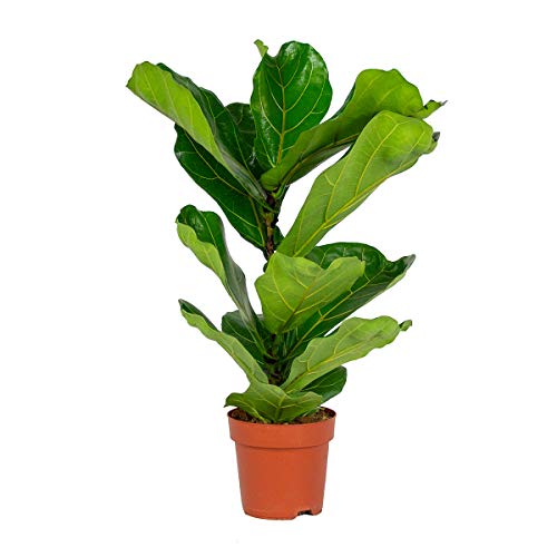 Ficus Lyrata 'Kind' | Geigenblattpflanze pro Stück - Zimmerpflanze im Kindergartentopf cm17 cm - ↕50-60 cm