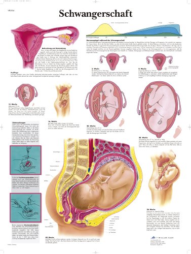 3B Scientific Lehrtafel laminiert - Schwangerschaft