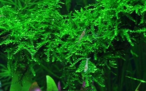 AquaOne Aquarium Pflanze In Vitro 3 Stück Moos Vesicularia ferriei 'Weeping' Wasserpflanze 1-2-Grow! Aquariumpflanzen Set Moose Becher Labor-Aquarienpflanzen