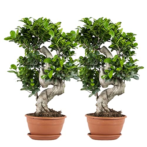 2x Ficus microcarpa 'Ginseng' S-Form - Bonsai - Zimmerpflanze - ⌀22 cm - 60-70 cm