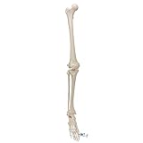 3B Scientific Menschliche Anatomie - Beinskelett mit Fuß + kostenlose Anatomie App - 3B Smart Anatomy