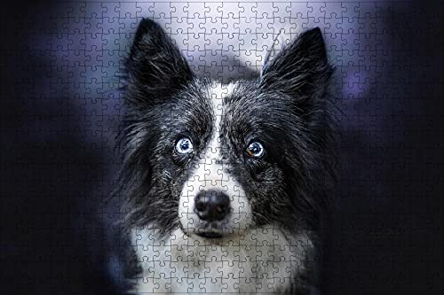 LHJOY Jigsaw Puzzle 1000 Teile Border Collie Hund blickt auf Tier Geburtstagsgeschenk 75x50cm