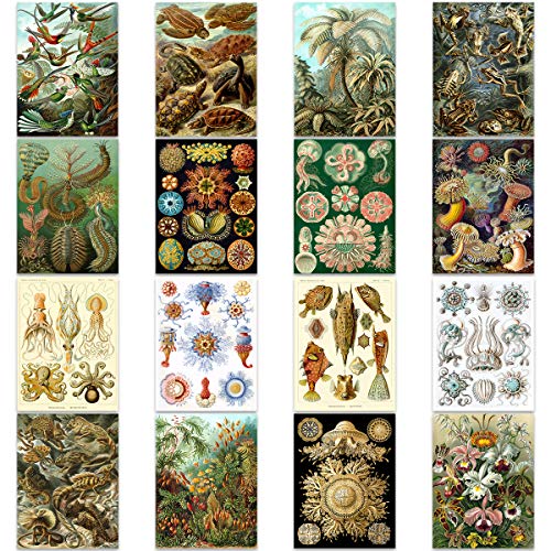 Ernst Haeckel Kunstformen Der Natur Plates Nature Vintage Various Biology Art Print Poster Home Decor Premium Pack of 16 Kunstformen der Natur Teller Natur Jahrgang Biologie Zuhause Deko