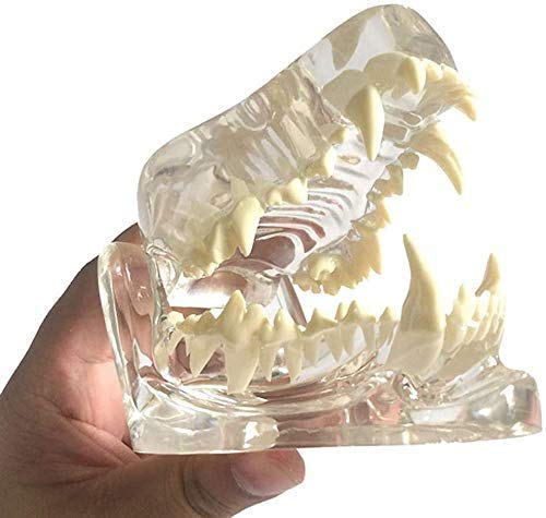 LBYLYH Dental Zähne Modell Zähne Tierpathologie Medizinische Canin Hundezahnkiefermodell Canino Oral Pathology Für Veterinary Research