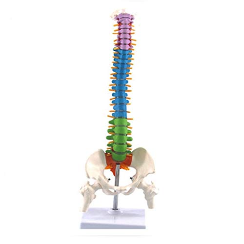yoligan 45 Cm mit Becken Menschliche Anatomie Wirbel SäUle Medizinische Wirbel SäUle Modell Lehr Mittel für Medizin Studenten