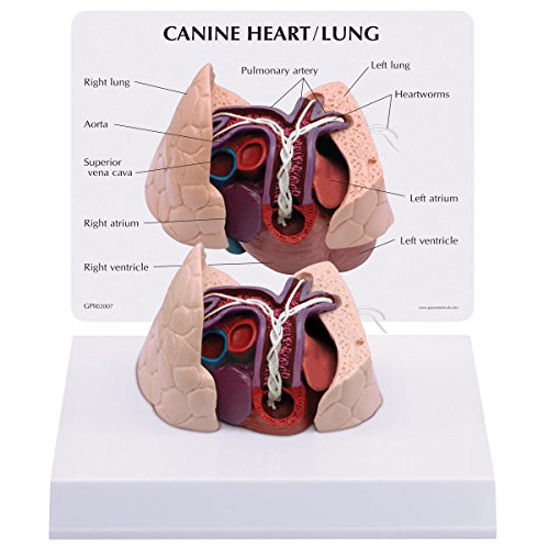 GPI Anatomicals W33376 Hund Herz und Lungenmodell