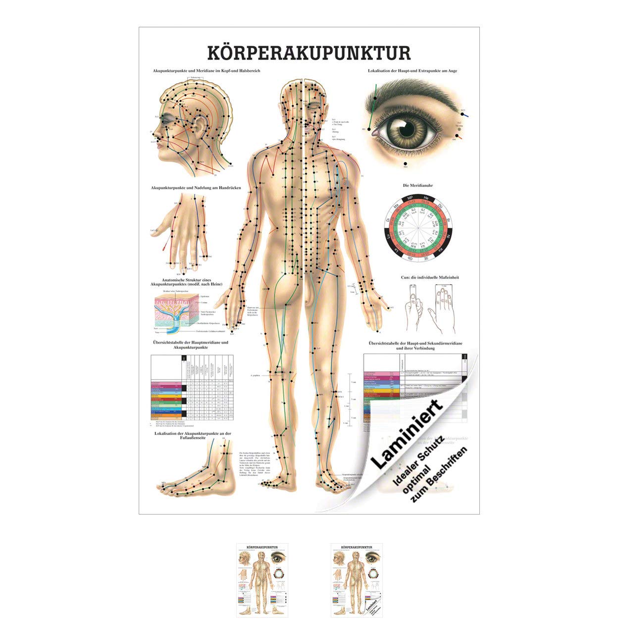Rüdiger Körperakupunktur Lehrtafel Anatomie 100x70 cm medizinische Lehrmittel