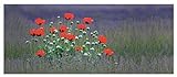 ARTland Spritzschutz Küche aus Alu für Herd Spüle 120x50 cm (BxH) Küchenrückwand mit Motiv Mohnfeld Blume Landschaft Natur Lavendel Mohnblume Rot S9AS