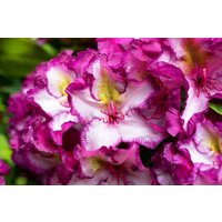 Rhododendron hybrid Happydendron H 30 - 40 cm 5 L Container