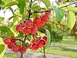 Zierapfel 'Red Sentinel' - Blüte weiß & rosa - Malus Red Sentinel - Containerware, 100-150 cm - Garten von Ehren®