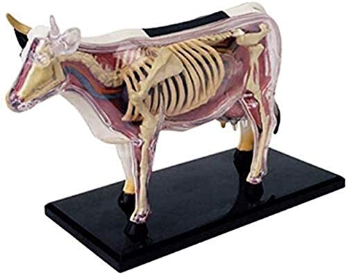 LVLUOKJ Kuh Anatomie Modell, abnehmbares 29-teiliges Tier Anatomie Modell, Biologie Organ Skelett Tiermedizinischer Ausbildung, Puzzle-Spielzeug