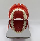 Denshine Dental Intraorale Orthodontic Foto Spiegel 1 seitig