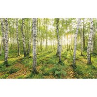 Vliestapete Birch Trees Komar naturalistisch