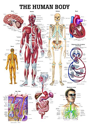 The human body. 70x100 cm