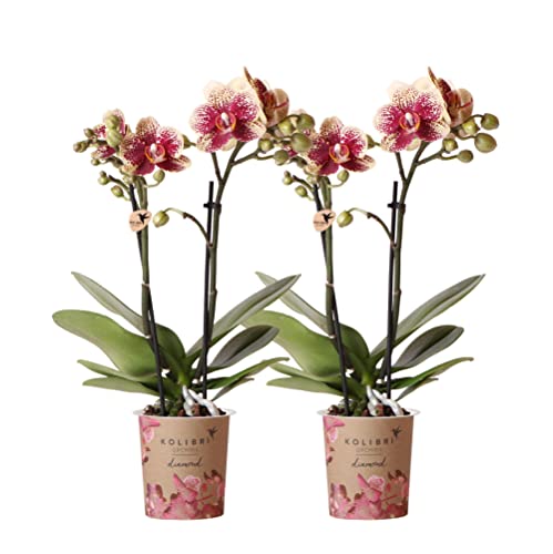 Kolibri Orchids | COMBI DEAL von 2 gelben roten Phalaenopsis-Orchideen - Spanien - Topfgröße Ø9cm | blühende Zimmerpflanze - frisch vom Züchter