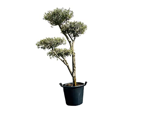 Tropictrees Olea Europea Plato - Olivenbaum pon pon, Stammumfang 20-25cm A+