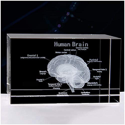 HAILIA 3D-Gehirn-Anatomie-Modell, menschliches Gehirn-Modell, Briefbeschwerer, Kristall-menschliches Gehirn-Modell, Briefbeschwerer, Wissenschaftsunterricht, Geburtstags-/Abschlussgeschenk