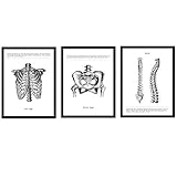 Nacnic Set von 3 Anatomie Poster in Schwarz-Weiß-Bilder des menschlichen Körpers. Folienpackung Biologie mit „Rippen, Becken und Wirbelsäule“. A3-Format. Mit Marco.