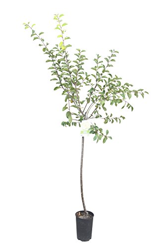Tropictrees - Pflaumenbaum, Golden Japan, Prunus domestica, Obstbaum winterhart, Pflaume 155cm