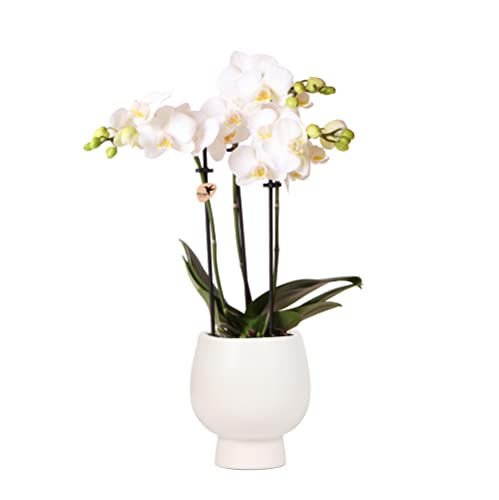Kolibri Orchids | weiße Phalaenopsis Orchidee in Scandic weiß Ziertopf - 40cm hoch - Topfmaß Ø9cm