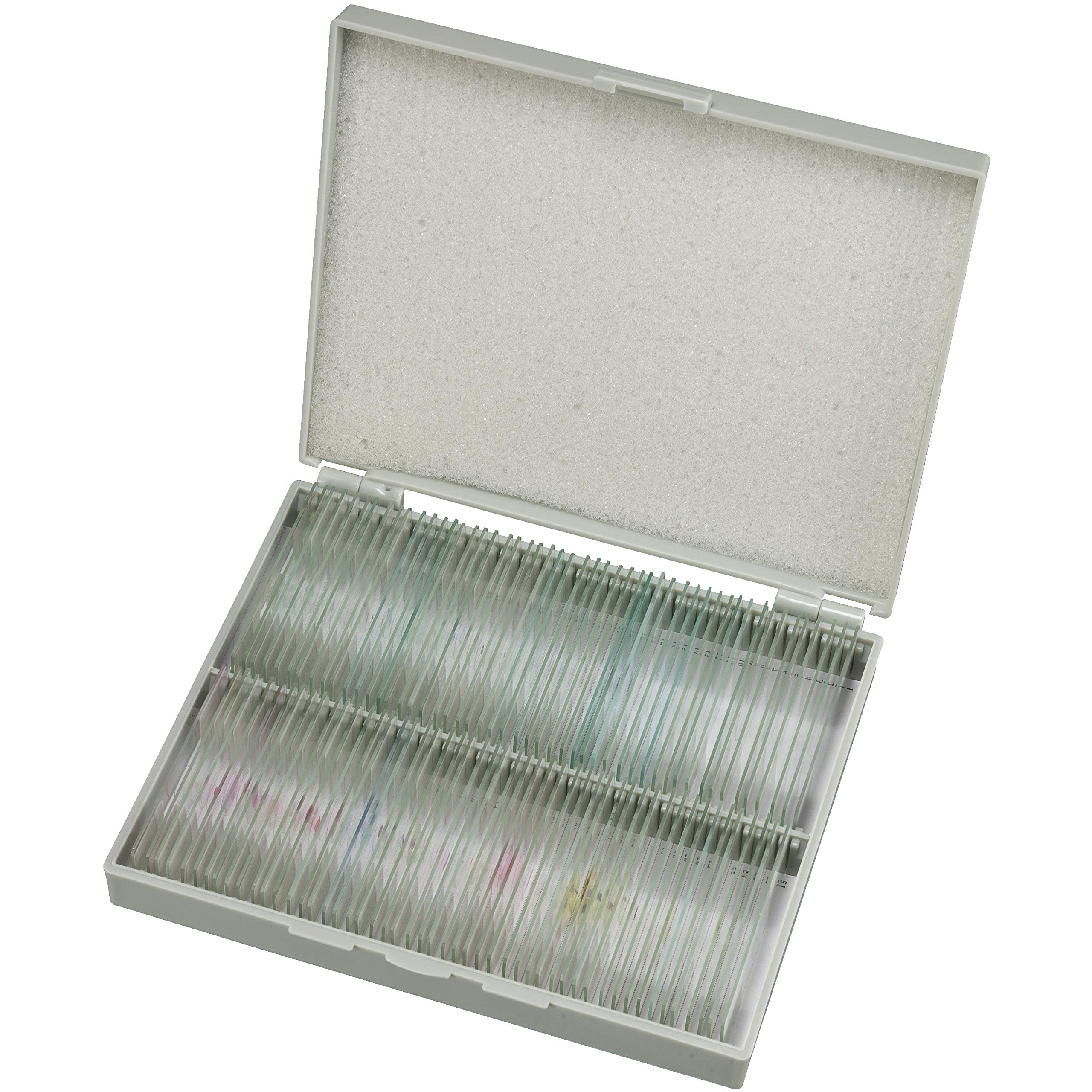Bresser Mikroskop Dauerpräparate, 100 Glas-Objektträger mit gefärbten Präparaten aus der Biologie, für Hobby, Schule und Unterricht