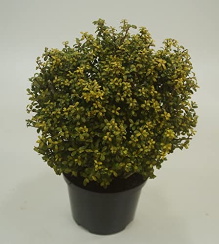 1 x Ilex crenata 'Glory Gem‘ Kugel 30 - 40 cm (Berg Ilex) Buxbaum Buxus Ersatz