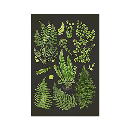 Farn Botanischer Posterdruck Grüner Farn Wand Bilder Schwarzer Hintergrund Wandbild Wissenschaftliche Illustration Leinwandbild Küchendekoration 40x60cm Ungerahmt