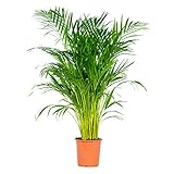 Dypsis | Areca-Palme pro Stück - Zimmerpflanze im Aufzuchttopf cm21 cm - 100-110 cm