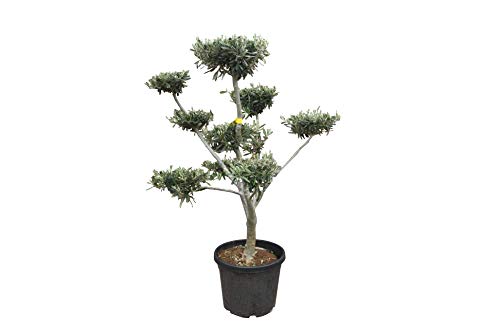 Tropictrees - Olivenbaum - Pon Pon - stammumfang 16-20 cm - Bonsai