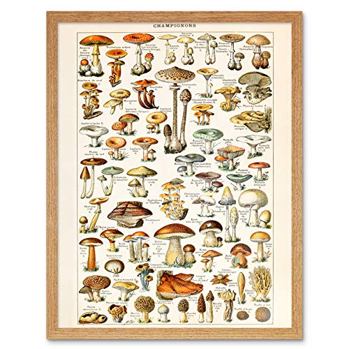 Millot Encyclopedia Page Mushrooms Fungus Art Print Framed Poster Wall Decor 12x16 inch Seite Wand Deko