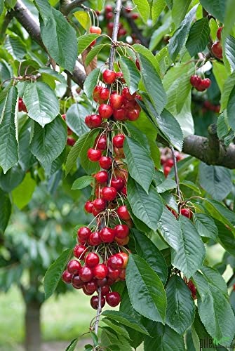 Obstbaum Kirsche Kirschbaum Busch Form rot Büttners rote Knorpelkirsche Süßkirsche 120-160 cm - hochwertige Baumschul Qualität direkt vom Fachhändler Hersteller: