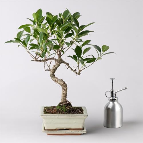 Bonsai in mediterraner Schale, Art zufällig, Topf-Ø 15 cm, Höhe ca. 30 cm