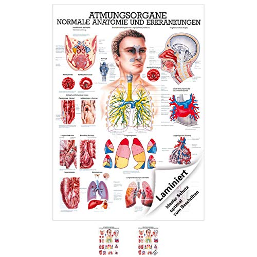 Die Atmungsorgane Lehrtafel Anatomie 100x70 cm medizinische Lehrmittel