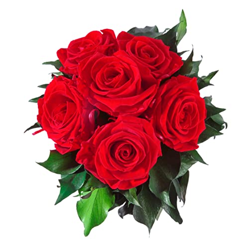 ROSEMARIE SCHULZ Heidelberg Infinity Blumenstrauß echte konservierte Rosen Lange haltbar bis zu 3 Jahre (6 Rosen, Rot)