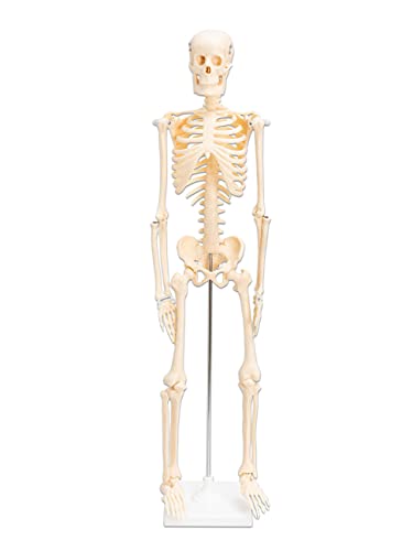 Betzold 86188 - Anatomie Skelett 80 cm, menschliches Modell - Anatomiemodell Biologie