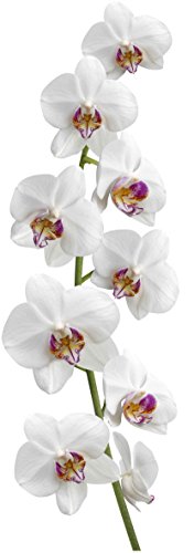 Plage 153908 Wandaufkleber-Orchide, 164 x 56 cm