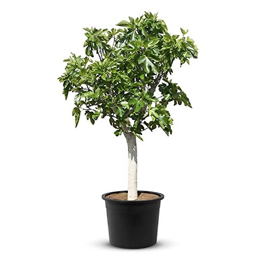Tropictrees Feigenbaum mit einer Höhe von 240 cm und einem Stammumfang von ca. 30 cm | Feigen zur Saftherstellung und als Zutat für schmackhafte Gerichte | Feigenbaum winterhart mit essbaren Früchten