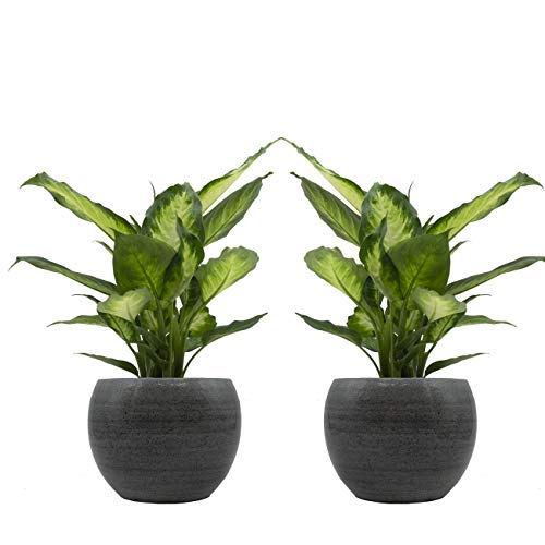 Dieffenbachia-Duo mit handgefertigtem Keramik-Blumentopf "Cresto Eisblau" - 2 Pflanzen und 2 Dekotöpfe