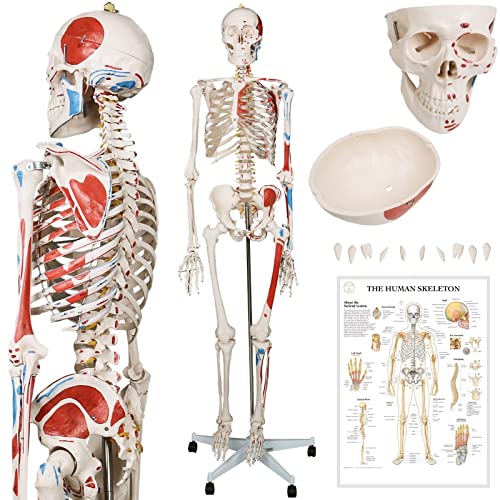 Jago® Menschliches Anatomie Skelett 181.5 cm - mit Muskelbemalungdetails, inkl. Schutzabdeckung, Lebensgroß, mit Ständer, Standfuss und Lehrgrafik Poster - Lernmodell, Lehrmittel, klassisches Skelett